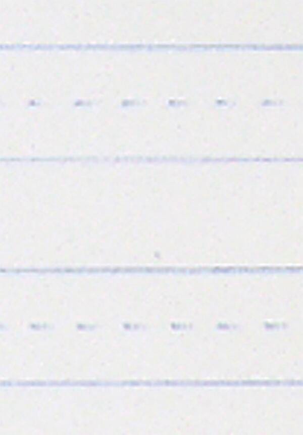 School Smart Composition Paper, Ruled Short Way, 8 x 10-1/2